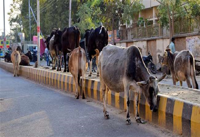 पशुओं को सड़क पर छोड़ने पर कार्रवाई की जाएगी।